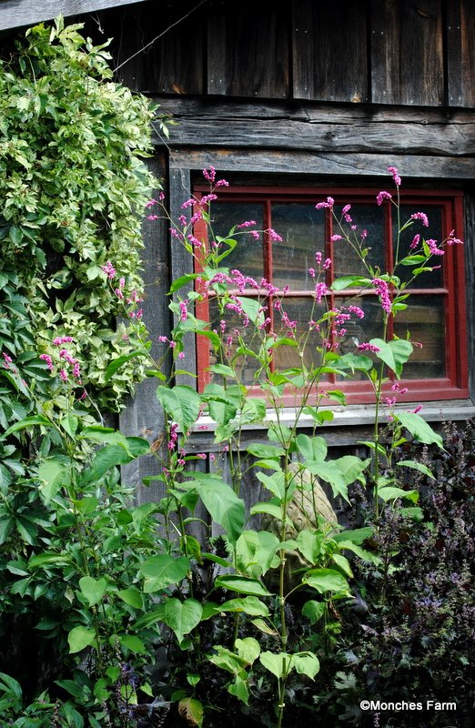 Kiss Me Over The Garden Gate